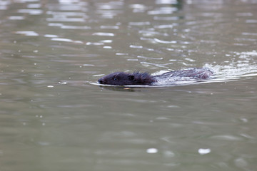 Castor fiber, Eurasian beaver.