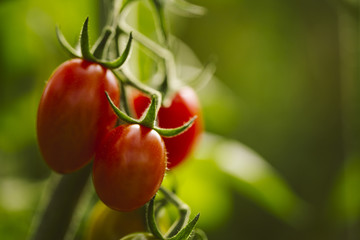 Industrial tomato plantation.