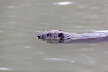 Castor fiber, Eurasian beaver.