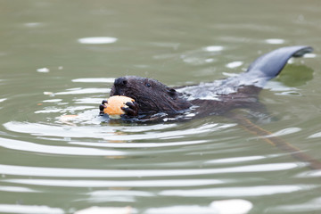 Castor fiber, Eurasian beaver.