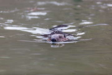 Fototapeta premium Castor fiber, Eurasian beaver.