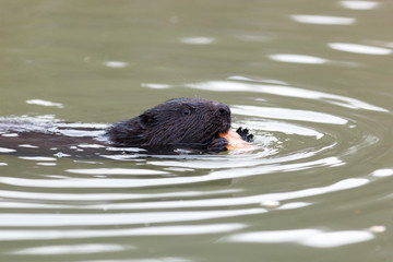 Castor fiber, Eurasian beaver.
