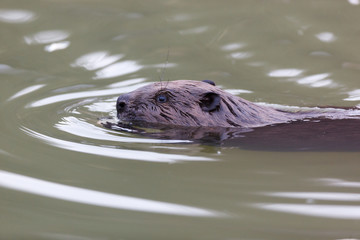 Obraz premium Castor fiber, Eurasian beaver.