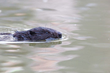 Castor fiber, Eurasian beaver.
