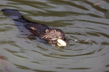 Castor fiber, Eurasian beaver.