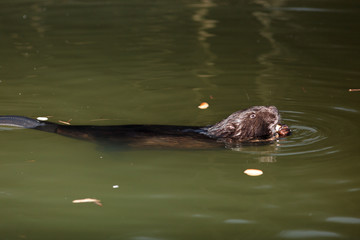 Castor fiber, Eurasian beaver.