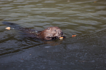 Obraz premium Castor fiber, Eurasian beaver.