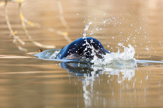 Castor Fiber, Eurasian Beaver.