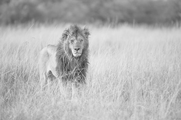 Male Lion Staring