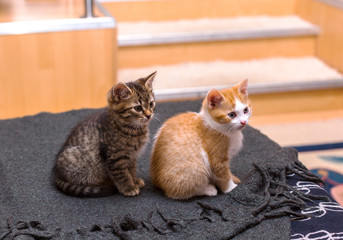 Two cute tabby kitten grey and red sitting on the bed