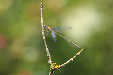Detail closeup of a western willow emerald damselfly Chalcolestes viridis