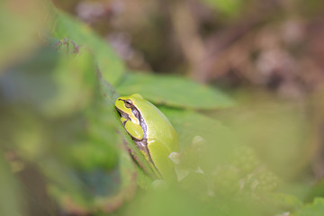 Closeup of a small European tree frog (Hyla arborea or Rana arborea) heating up in the sun.