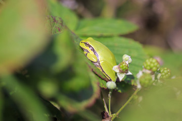 Closeup of a small European tree frog (Hyla arborea or Rana arborea) heating up in the sun.