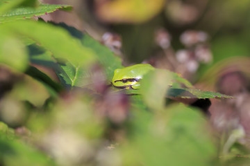 Closeup of a small European tree frog (Hyla arborea or Rana arborea) heating up in the sun.