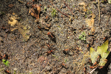 Red ants walking on the forest floor