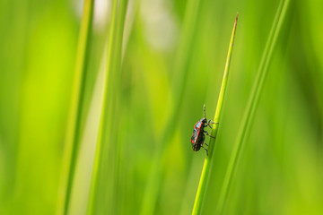 Closeup of a red shield bug insect Eurydema oleracea also known as the rape bug, the crucifer shield bug, the cabbage bug or the brassica bug climbing in a meadow