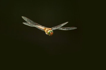 Green-eyed hawker Aeshna isoceles in flight on a dark background