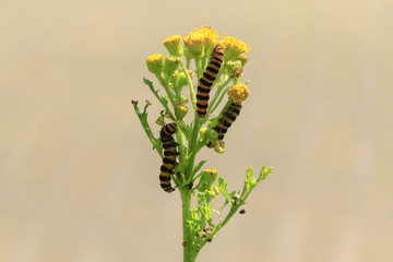 Yellow and black striped Cinnabar caterpillars feeding