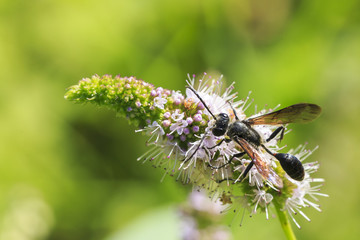 Ammophila sabulosa, the red-banded sand wasp feeding on a white flower