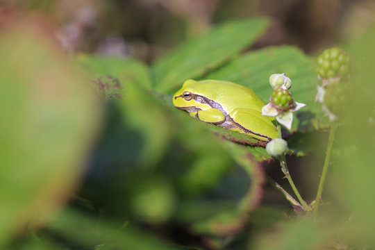 Closeup of a small European tree frog (Hyla arborea or Rana arborea) heating up in the sun.