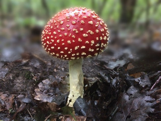 amanita fly agaric mashroom in the forest