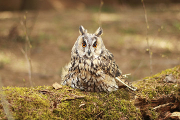 owl sitting on a stump