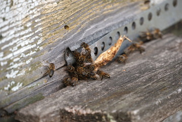 Group of bees near a beehive