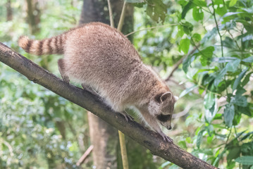 common raccoon, funny animal climbing on a branch in the forest 
