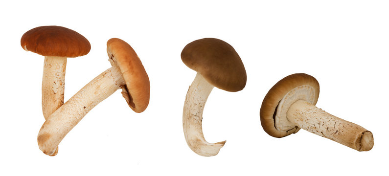 
set collection fresh organic Pioppino Mushrooms(agrocybe aegerita) isolated on a white background 