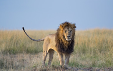 Naklejka premium African Male Lion Wagging tale