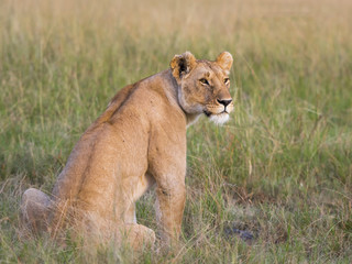 Lioness Portrait