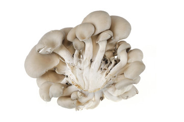 oyster mushroom isolated on white background