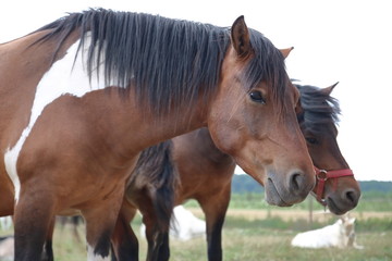 portrait of a horse