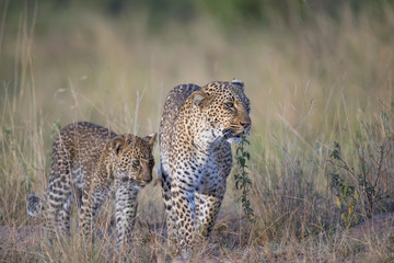 Leopard with Cub