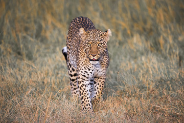 African Leopard