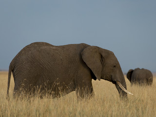 Tusker Elephants in Masai Mara