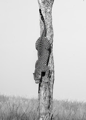 Leopard coming down from tree