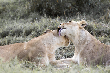 Lioness Bonding in Pride