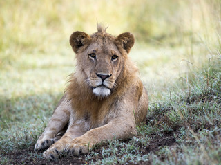 Fototapeta na wymiar Sub Adult Male Lion Portrait