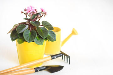 Violet in a flowerpot with shovel and rake on a white background