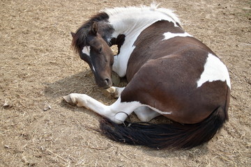 Łaciaty, biało-brązowy koń z czarnym ogonem i biało-czarną grzywą, leży na ziemi, chrapami dotykając jednego ze swoich kopyt © Wioletta