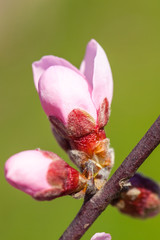 Fototapeta na wymiar Close up of pink Cherry Blossom flowers on tree branch