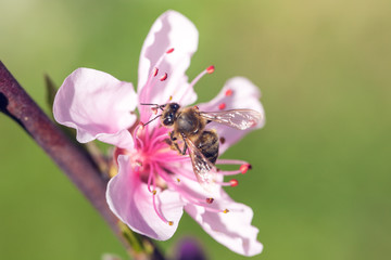 Close up of pink Cherry Blossom flowers on tree branch, bee on it