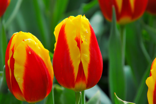 A tulipa é uma flor ornamental do género de plantas liliáceas, formadas por uma única flor em cada haste