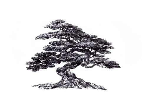 Eastern coniferous bonsai.