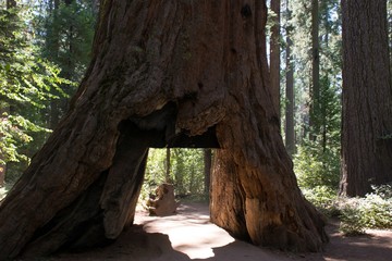 Through the Redwood