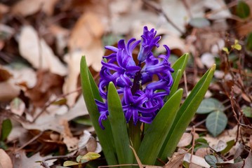 Purple Hyacinth 