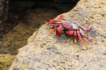 Rote Strandkrabbe auf einem Felsen am Meer