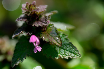 Close up of red dead-nettle (Lamium purpureum) with green blurred background