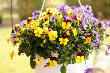 Stiefmütterchen im Blumentopf